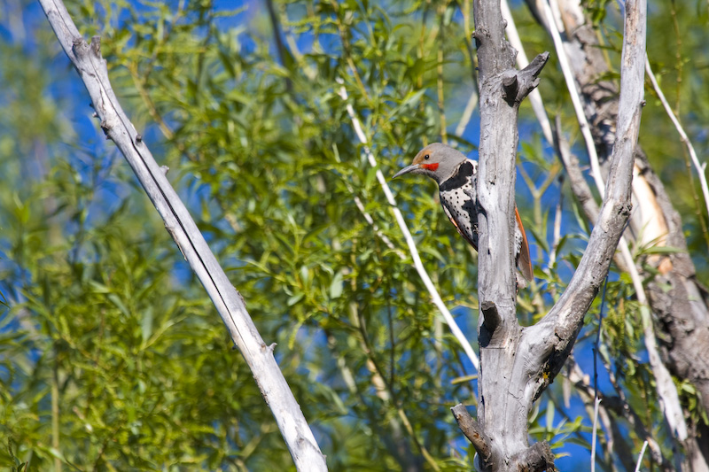 Northern Flicker